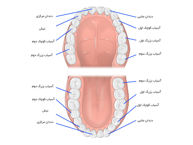 انواع دندان‌ها