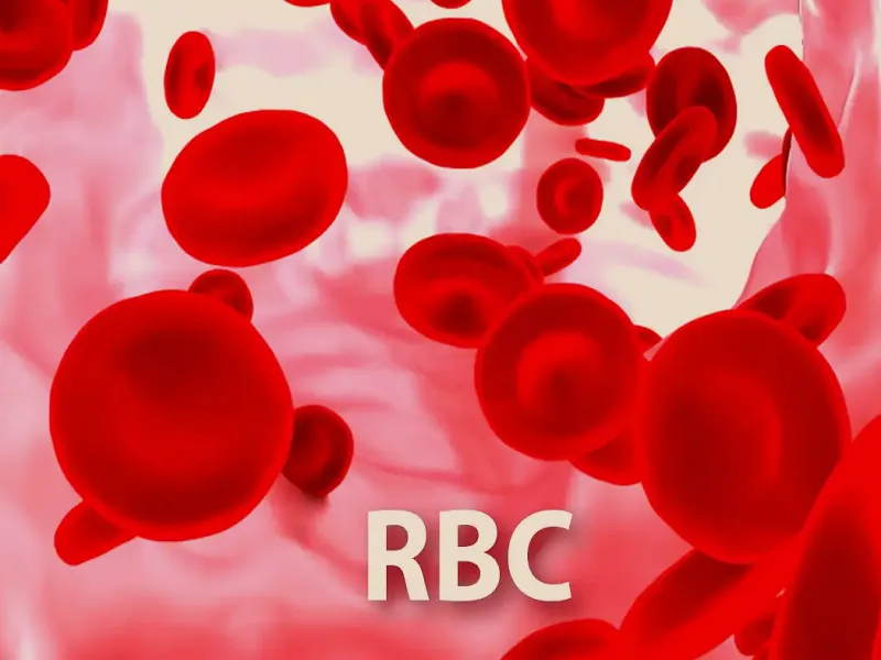دانلود آزمایش RBC خون چیست؟ رایگان