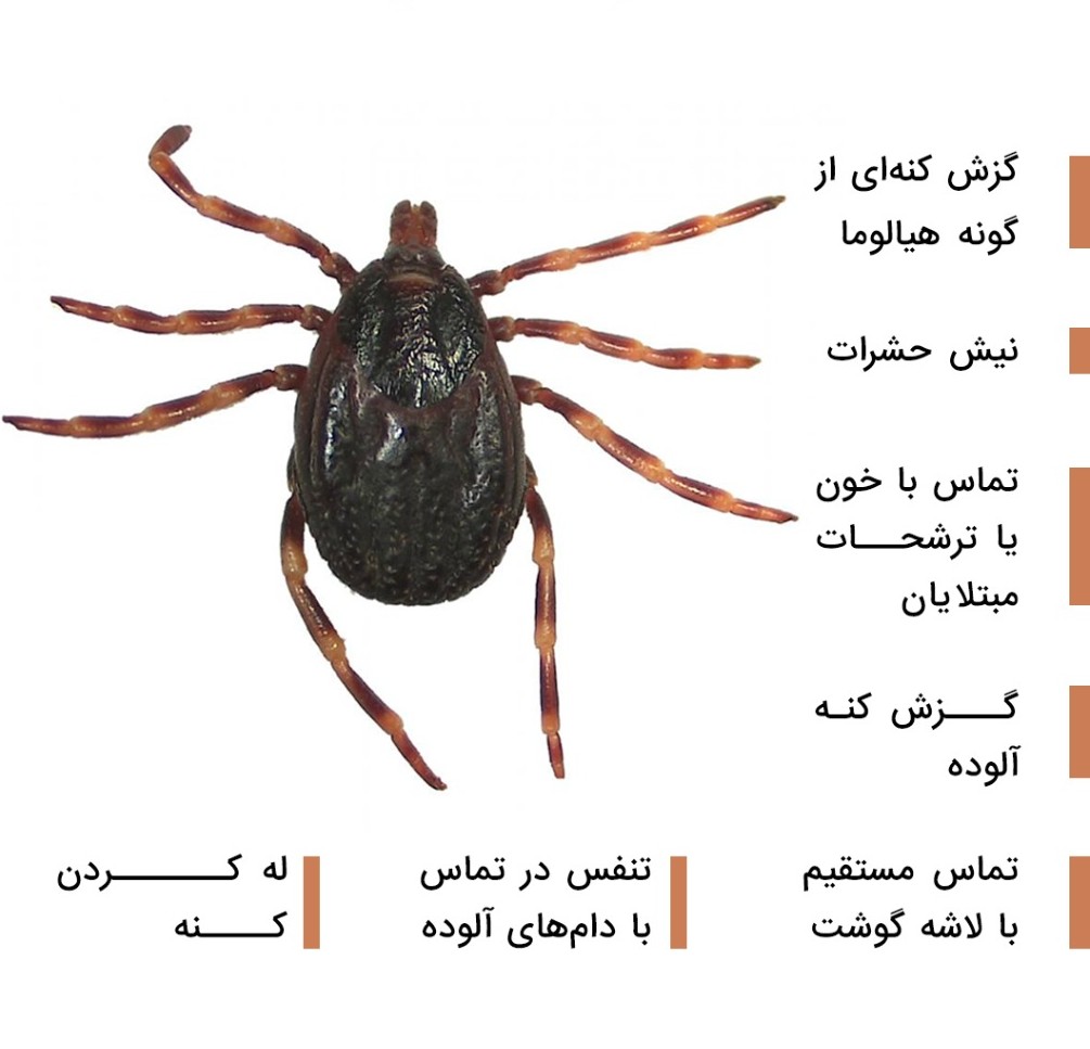 دانلود تب کریمه کنگو چگونه منتقل میشود؟ رایگان